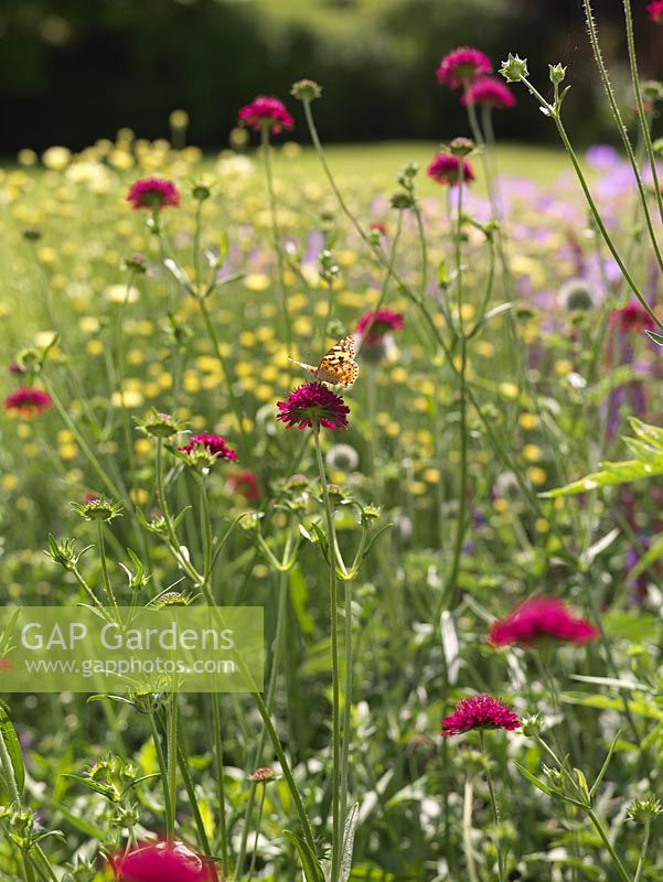 Painted Lady butterfly - Vanessa Cardui, alights on red scabious - Knautia macedonica in meadow style planting.