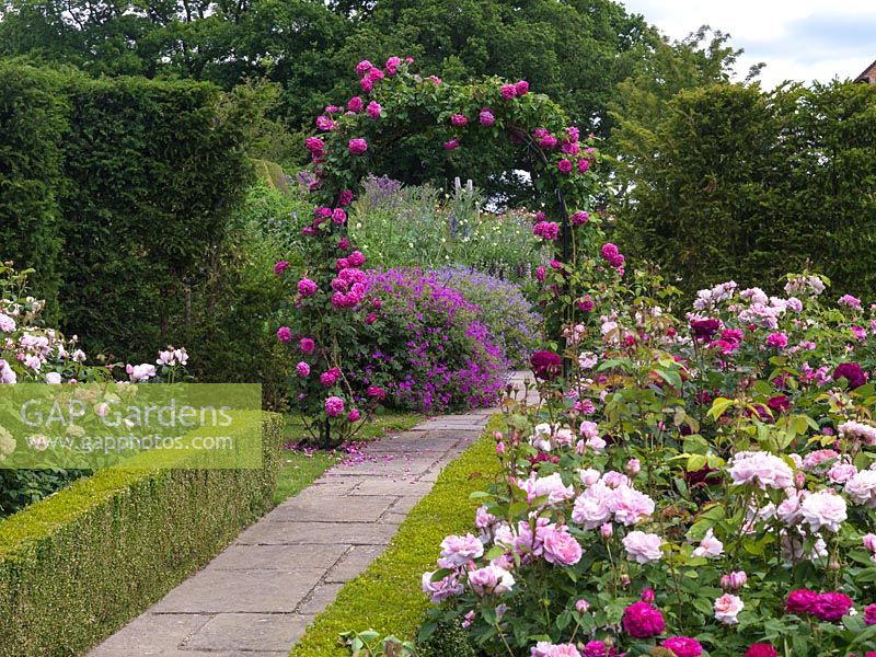 Arch clad in Rosa Mdme Isaac Pereire frames view from Shrub Rose Garden. Roses Sceptred Isle, St Swithun, Mary Rose, Jaques Cartier.
