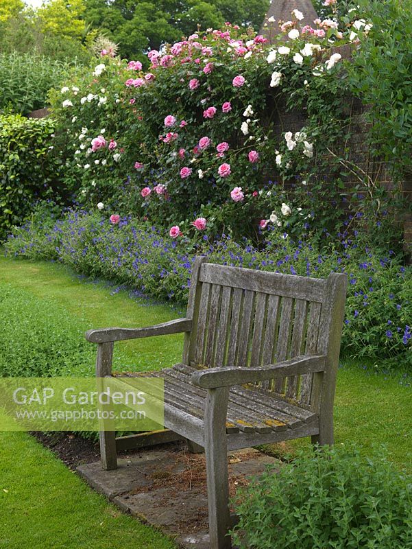 An old wooden bench looks down on herb garden. Behind, brick wall bearing climbing Rosa Aloha and Sombreuil - white above hardy geranium.