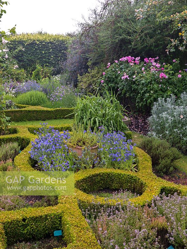 Box knot garden filled with herbs and flowers such as catanache and echium.