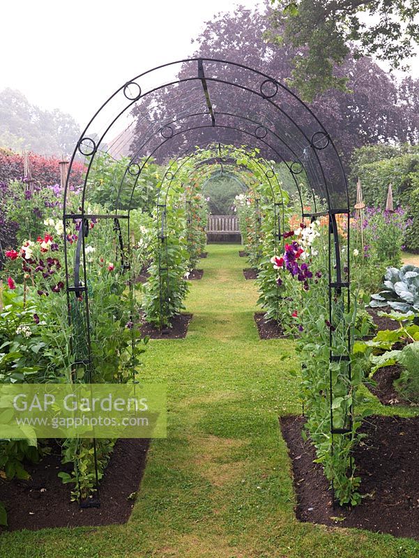 Potager. Metal tunnels, clad in sweet peas and runner beans, run down the centre of a formal scheme of beds filled with vegetables and flowers. Obelisks of sweet peas.
