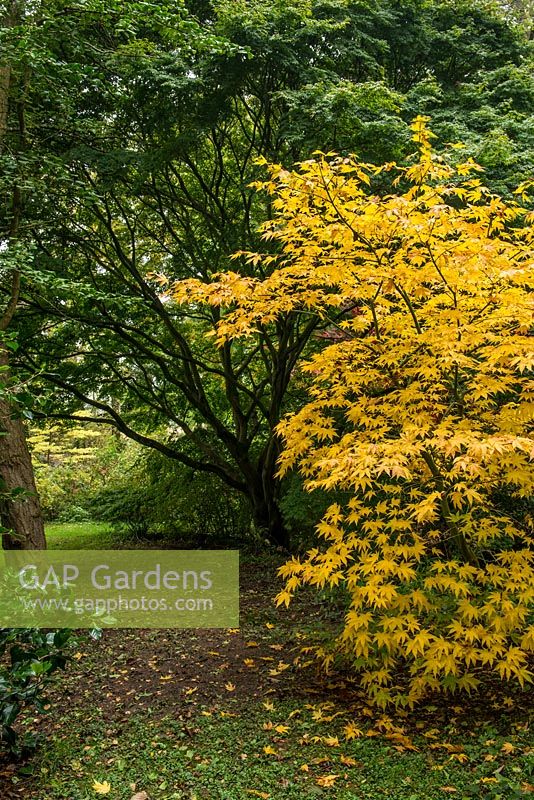 A golden-leaved Acer palmatum Sango-kaku turns soft yellow in autumn, nestling beneath a huge, 60-year-old multi-stemmed acer.