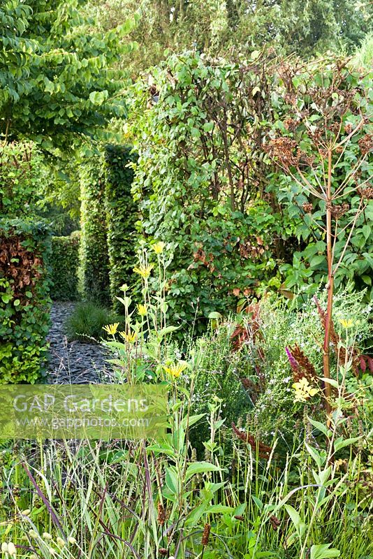 Late summer borders - Anemone cylindrica, Rudbeckia subtomentosa 'Henry Eilers'. Path through beech hedging.