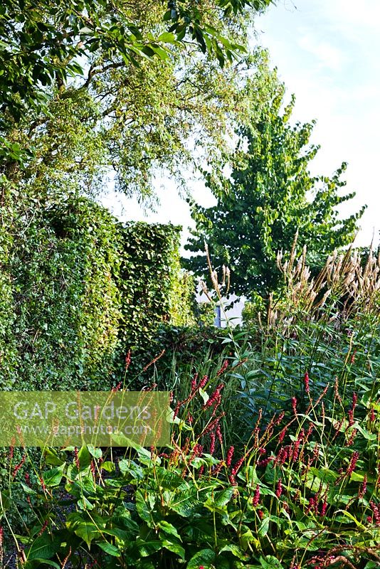 Town garden in late summer. Persicaria amplexicaulis 'Taurus', Veronicastrum virginicum 'Album', Corylus colurna, hornbeam hedging