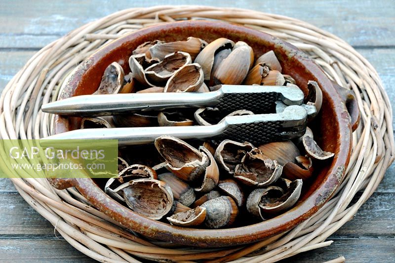 Corylus avellana, Kentish cobnuts or Hazelnut shells in vintage terracotta dish on basket with old steel nut crackers.