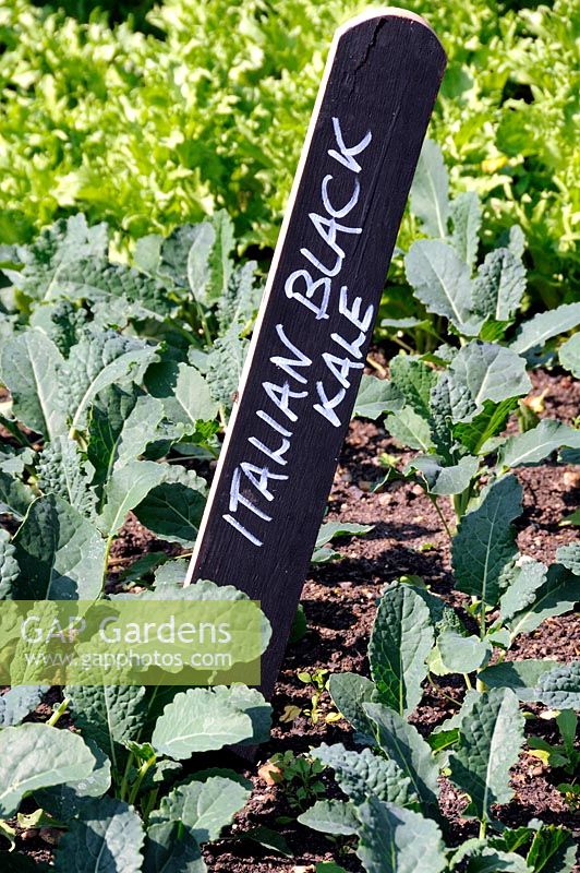 Italian Black Kale written in white on black wooden plant marker or label