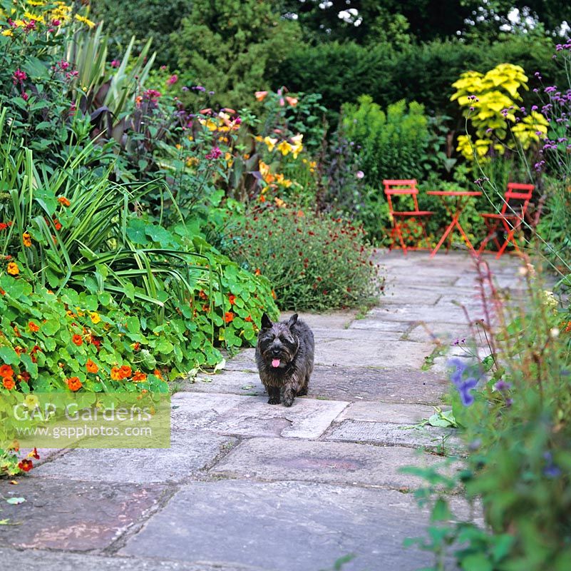 In the hot garden, Digby the Cairn terrier, strolls amidst beds of Inula magnifica, Verbena bonariensis, nasturtium, Lilium African Queen, canna, daylily and scabious.