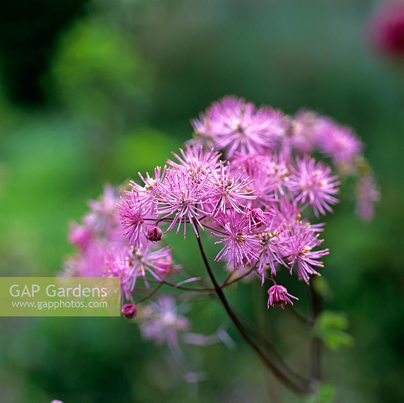 Thalictrum aquilegiifolium, a lanky perennial with fluffy clouds of bright pink purple flowers in early summer.