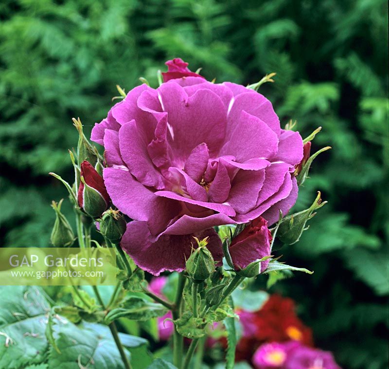 Rosa 'Rhapsody in Blue' has irridescent plum coloured flowers. A modern shrub rose flowering in June