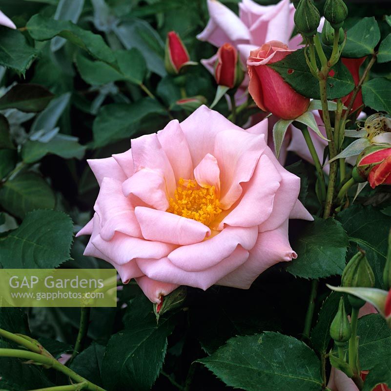 Rosa The Daily Telegraph bears salmon pink flowers. This rose has petals that curve back pronouncedly.
