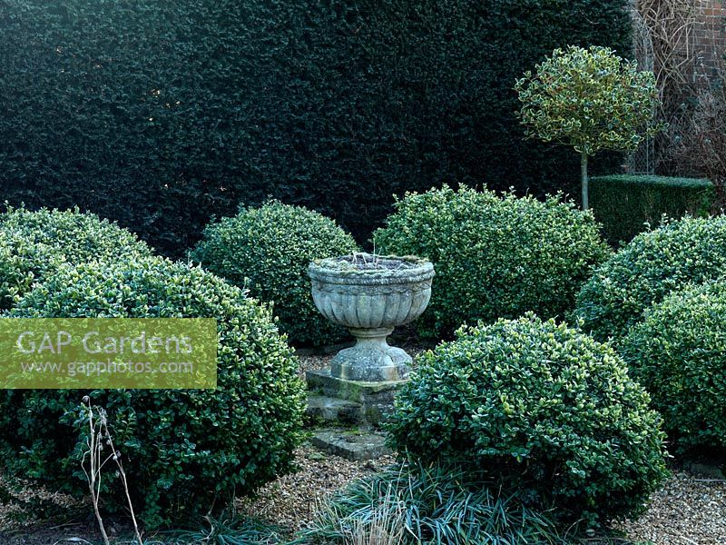 A classical stone planter surrounded by frosted box balls, in front of a deep green yew hedge.