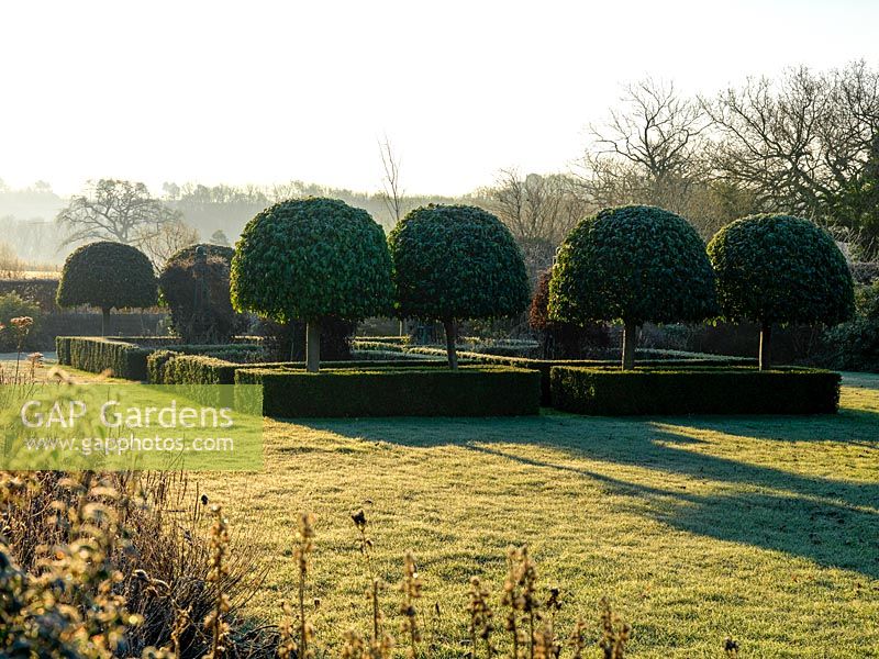 Ligustrum japonicum shaped into formal domes, with Buxus sempervirens hedging underplanted in a formal grid design.
