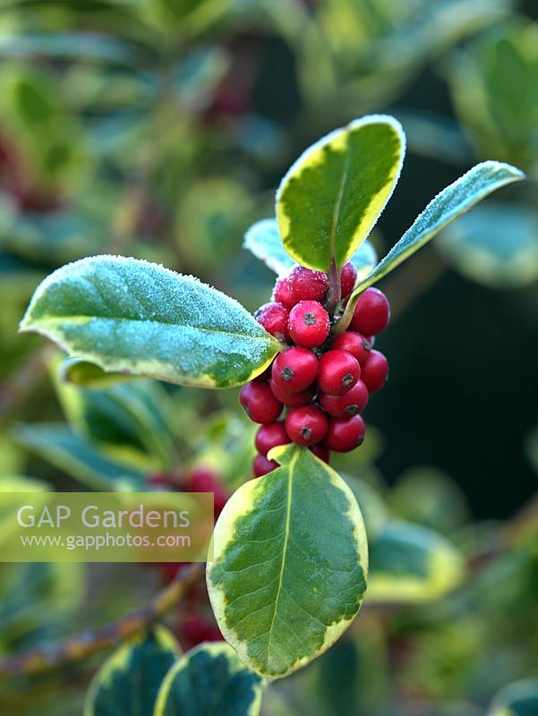 Ilex aquifolium 'Golden van Tol', a variegated form with nearly spineless leaves and red winter berries