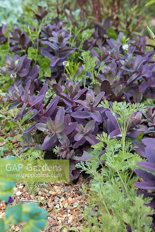 Sedum 'Purple Emperor' growing amongst Eschscholzia californica