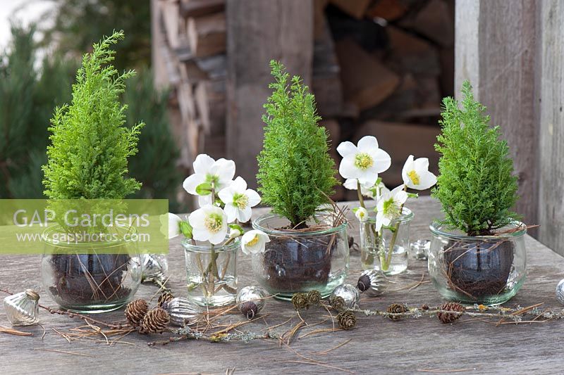 Helleborus niger flowers in glass jars with miniature conifers - Chamaecyparis 'Ellwoodii' 