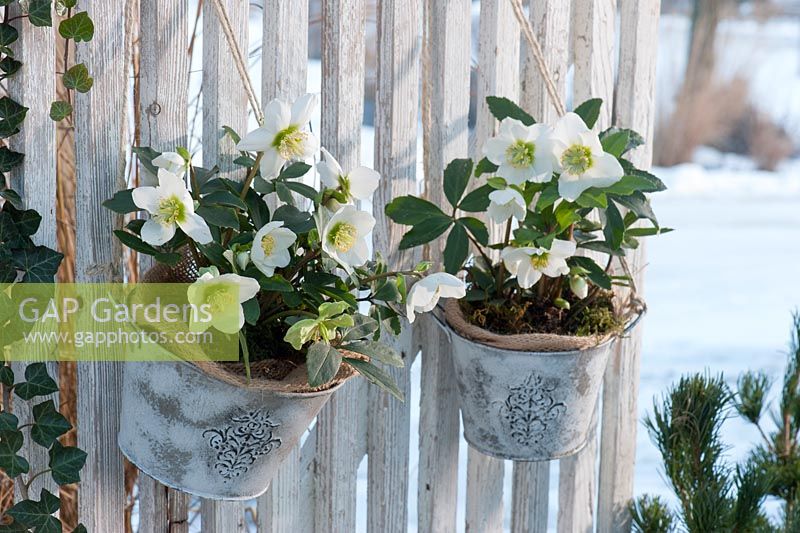 Helleborus niger in decorative hanging pots
