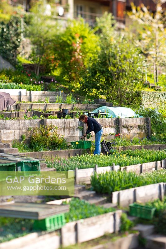A woman tends the terraced flower and vegetable gardens in the historic old city of Berne, Switzerland