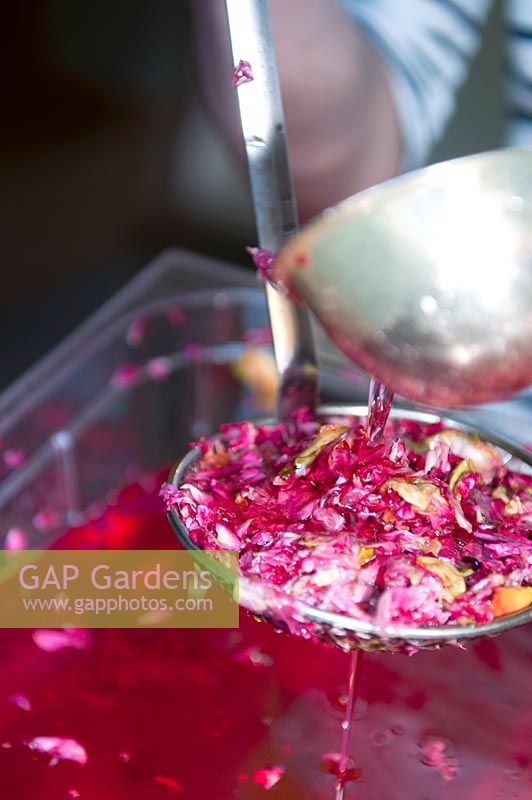 A mix of rose petals for producing syrup.