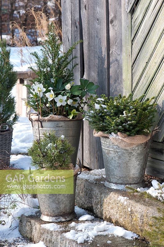 Winter container display with Picea abies 'Nidiformis', Pinus mugo 'Mops', Taxus baccata and Helleborus niger 