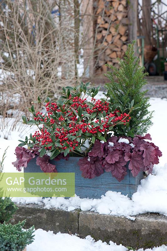 Winter container planted with Skimmia japonica 'Winnie Dwarf', Taxus baccata and  Heuchera 