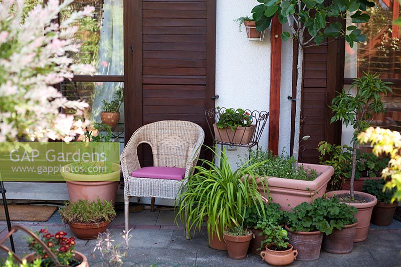 Armchair on patio with container plantings.