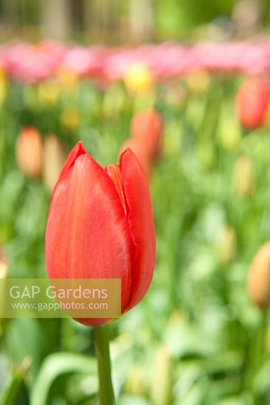 Tulipa 'Grand Douceur'