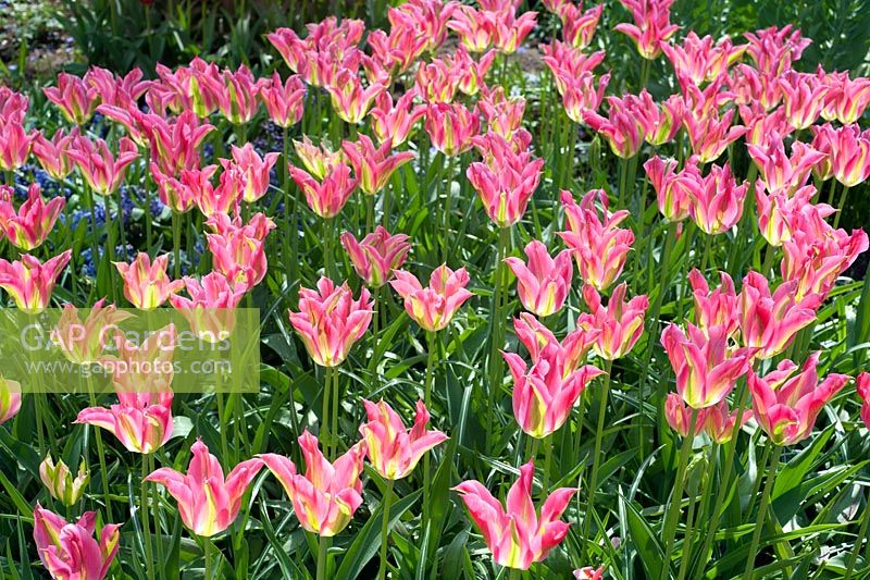 Tulipa 'Virichic' - Viridiflora 