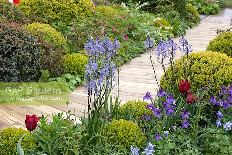 The Organ Donation Garden, A Gift of Life, Malvern Spring Gardening Show 2015. A timber path is bordered with topiary box balls, camassia, tulips, aquilegia, and dicentra
