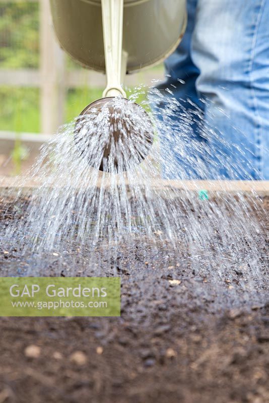 Watering freshly sown seedbed