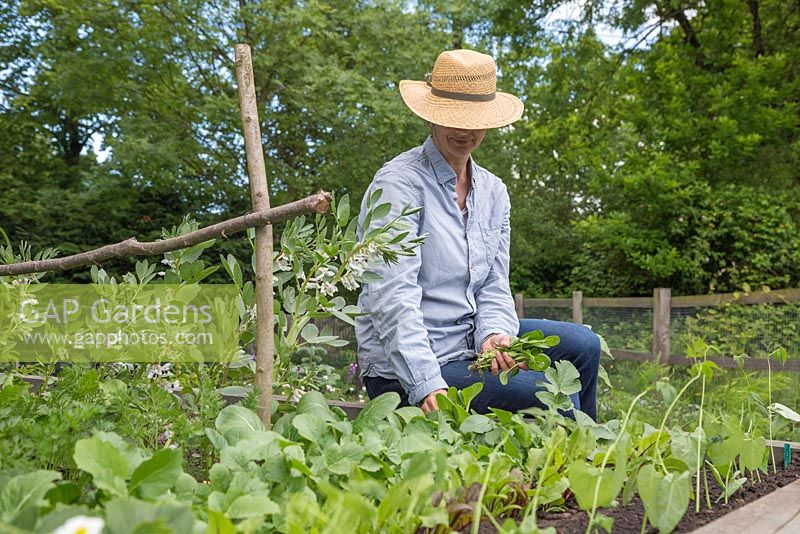 Woman harvesting Bok Choy syn. Pak Choi 'White Stem' in a raised vegetable bed