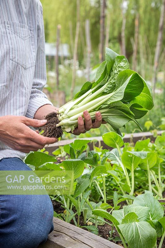 Woman holding a fresh harvest of Bok Choy syn. Pak Choi 'White Stem', beside a raised vegetable bed