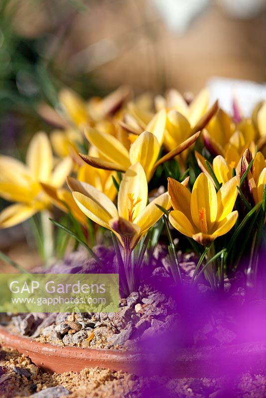 Crocus angustifolius 'Bronzed Beauty', planted in pots plunged in a sandbox, February