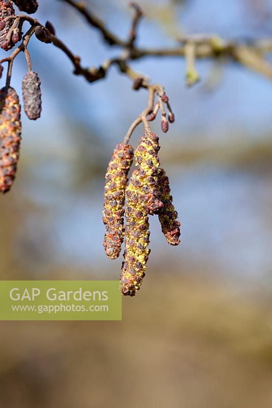 Alnus glutinosa, catkins - Common alder, February