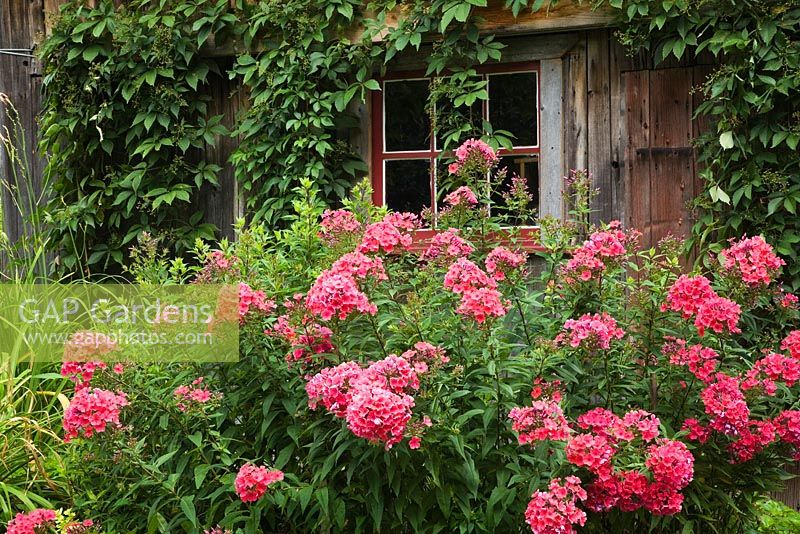 Phlox paniculata 'Starfire in front of old wooden barn covered with climbing Vitis - Vines in rustic backyard garden in summer