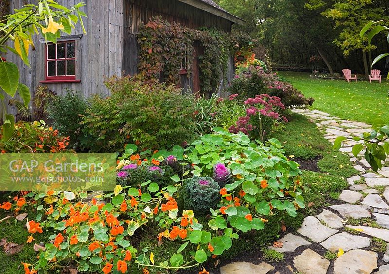 Flagstone path next to border planted with orange Tropaeolum 'Alaska series', Brassica chidori - Ornamental Cabbage plants and old grey wooden barn covered with climbing Vitis - Vines in rustic backyard garden in autumn