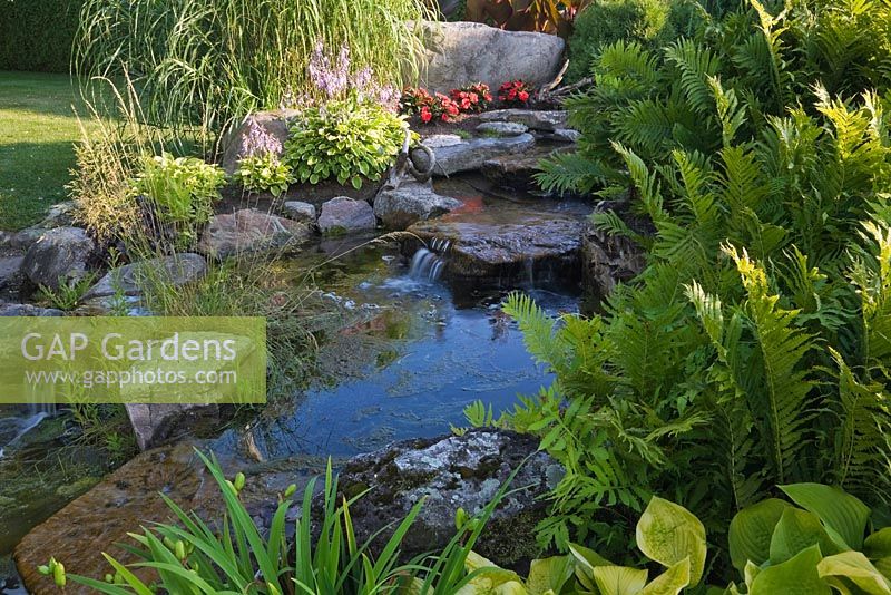 Pond and cascading waterfall with Canna, red Begonias, Miscanthus sinensis, Pteridophyta and Hosta plants in front yard garden in summer
