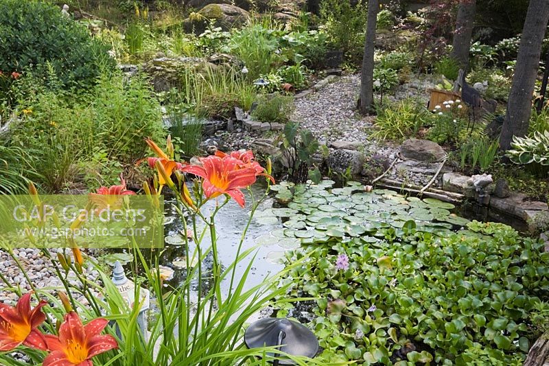 Orange Hemerocallis next to pond with mauve Eichornia crassipes and Nymphaea in backyard garden in summer
