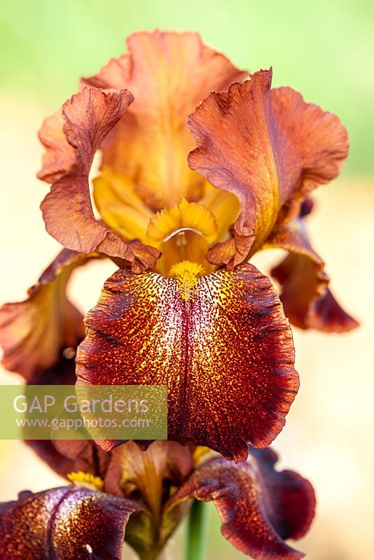 Iris 'Cayenne Capers' - May, France