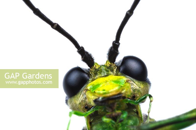 Head of captive Green Sawfly in close up - Rhogogaster viridis. Sussex, UK