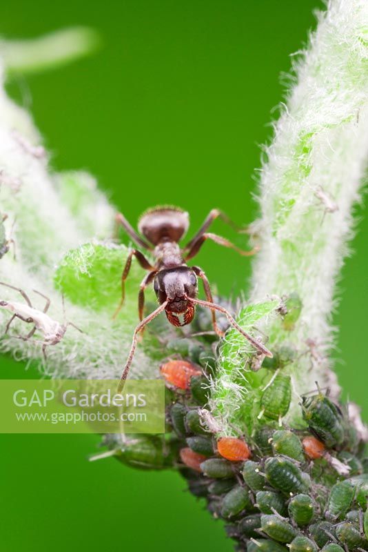 Apple-grass aphid on apple, attended by ant - Rhopalosiphum oxyacanthae syn insertum. Sussex, UK