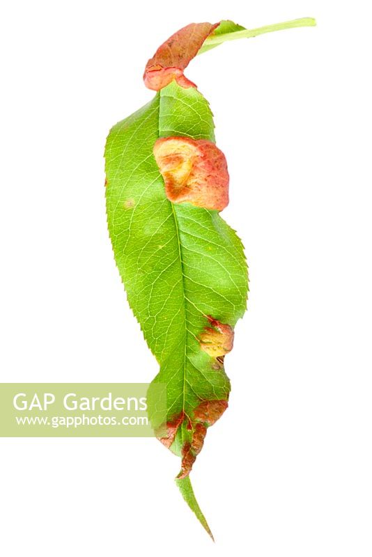 Peach leaf curl- Taphrina deformans, on peach leaf - Prunus persica