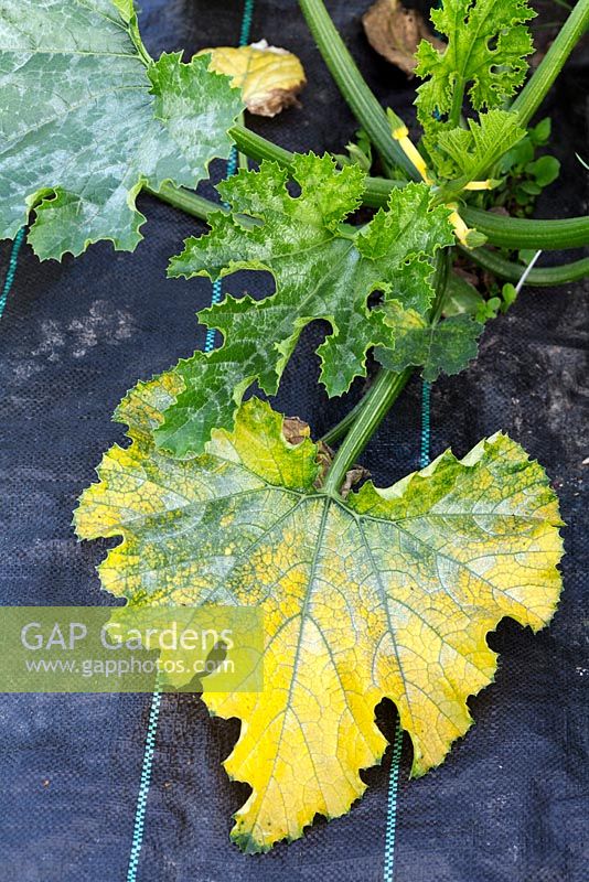 Yellowing of courgette plant leaves, possibly caused by dry or cold conditions
