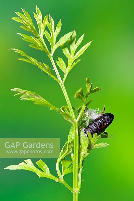 Carnation Tortrix Moth larva - Cacoecimorpha pronubana