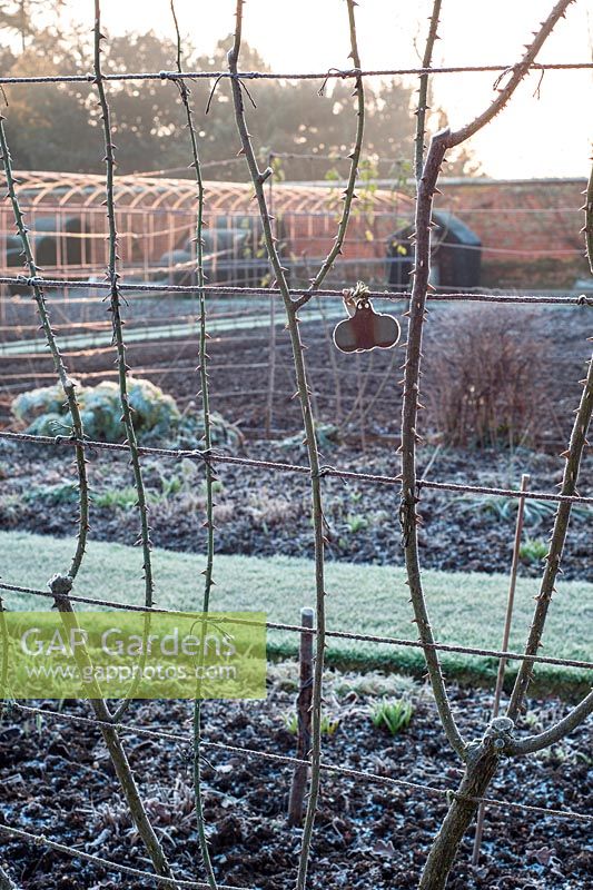 Frosty rose stems tied in to wire supports in walled garden at Helmingham Hall, Suffolk