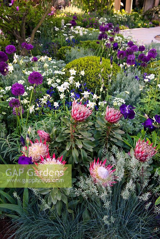 The Time In Between by Husqvarna and Gardena. View of flowerbed with Protea cynaroides 'Little Prince', Aquilegia nivea, Allium giganteum, Festuca glauca