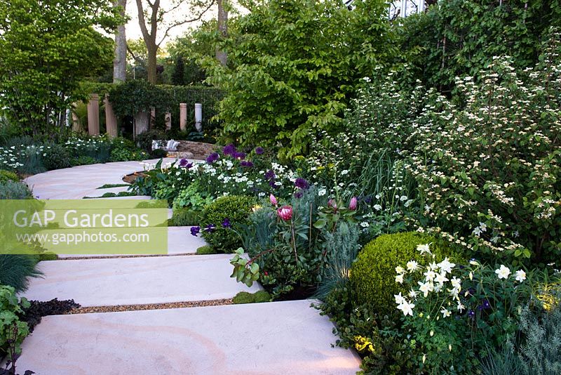 The Time In Between by Husqvarna and Gardena. View of path made from natural sandstone paving and gravel. Border with Protea cynaroides 'Little Prince', Aquilegia nivea, Allium giganteum, Festuca Glauca, Carissa 'Dessert Star', Viburnum plicatum, Buxus sempervirens. 