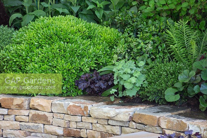 The Time In Between by Husqvarna and Gardena. Dry stone wall with planting of Pittosporum tobira 'Miss muffet', Heuchera 'Obsidian', Alchemilla mollis and Hebe buxifolia.