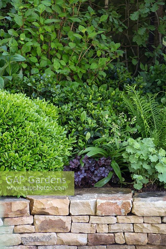 The Time In Between by Husqvarna and Gardena. Dry stone wall with planting of Pittosporum tobira 'Miss muffet', Heuchera 'Obsidian' and Alchemilla mollis. 