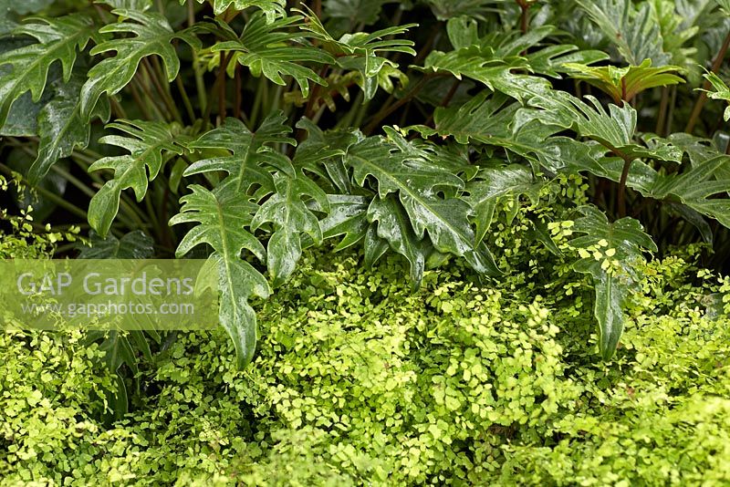 The Time In Between by Husqvarna and Gardena.  Philodendron 'Xanadu' and Adiantum aethiopicum. 