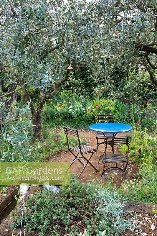 A Perfumer's Garden in Grasse. Cafe table beneath olive trees Olea europeaus with natural wild planting including aromatic plants borago, poppies and roses. 